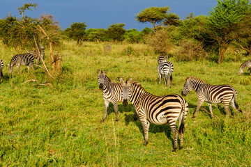 Zebras (Hippotigris) at the Serengeti national park, Tanzania. Wildlife photo