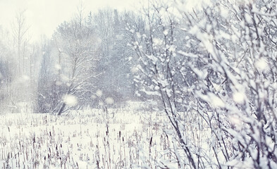 Winter forest landscape. Tall trees under snow cover. January frosty day in the park.