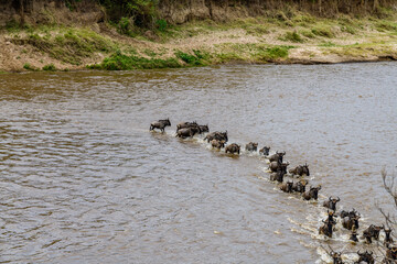 Wildebeests (Connochaetes) crossing Mara river at the Serengeti national park, Tanzania. Great...