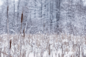 Winter forest. Landscape of the park in winter. Snow-covered trees at the edge.