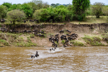 Wildebeests (Connochaetes) crossing Mara river at the Serengeti national park, Tanzania. Great...