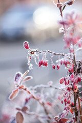 berries in snow