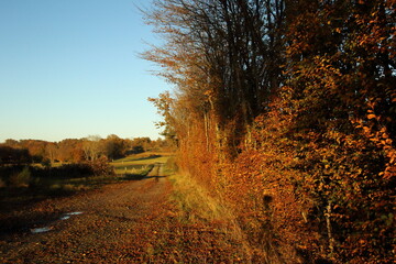 Fototapeta premium Golden colours in autumn at sunset.