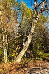 Beautiful golden autumn forest in Krakow, Poland, Natural Background