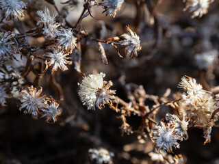 霜がついた植物