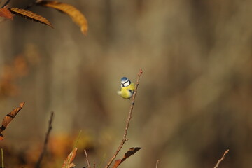 A Blue tit hanging on to a thin twig.