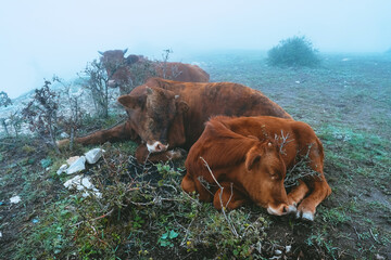 Cows rest and sleep on the ground in foggy weather - 470428289