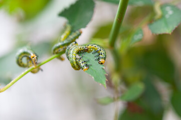 バラの葉を食べるチュウレンジバチの幼虫 クロースアップ