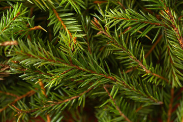 background of Christmas tree branches. top view