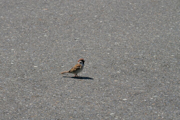 夏のすずめさん