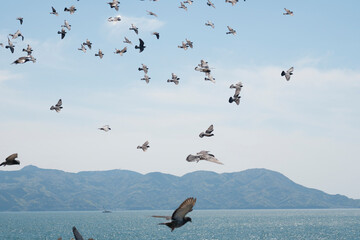 飛行する鳩の大群