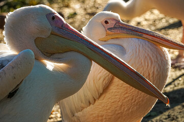 Close up of white pelican, Pelecanus onocrotalus