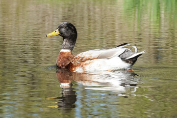 Male Mallard, Anas platyrhynchos, swimming on a river