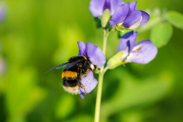 Fototapeta na wymiar Buff-tailed bumblebee on purple flower in the meadow