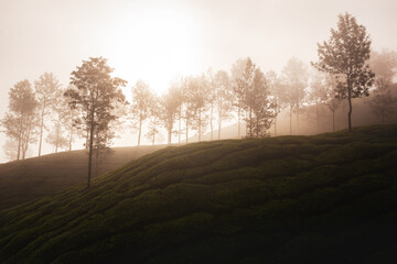 Tea plantations around Munnar village at sunrise, Kerala, India
