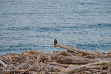 流木に立つトンビ