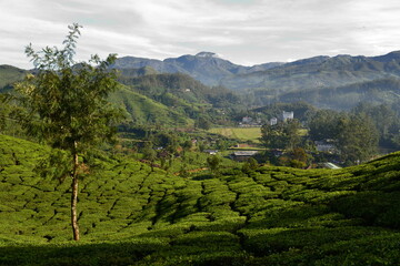 Tea plantations around Munnar village, Kerala, India