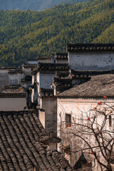 a persimmon tree in front of Chinese Hui style houses