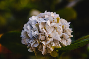 blue and yellow flower