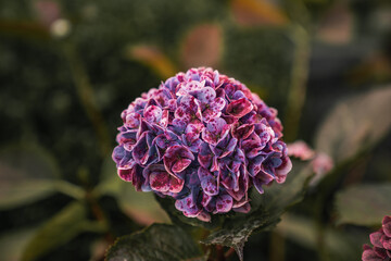 purple and yellow flower background