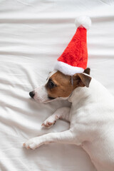 Jack russell terrier dog in santa claus hat lies on a white sheet. Christmas greeting card