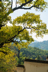autumn trees in the village