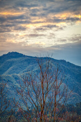 the winter trees in sunrise