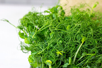 Fresh green peas sprouts of growing microgreen for eating on light background.