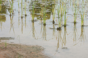 dead rice seedlings