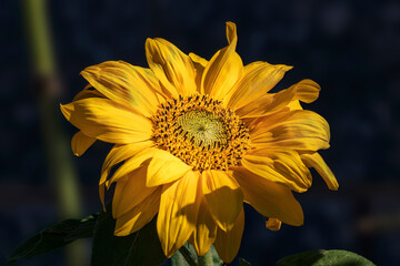 la calda luce nell'ombra