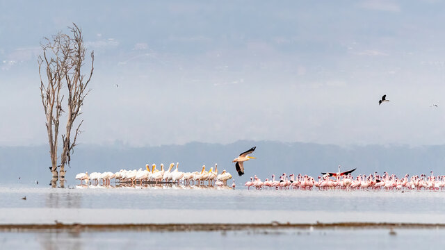 Great white pelicans and lesser flamingos at lake Nakuru, Kenya,