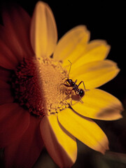 fly on flower