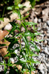 Andrographis paniculata or kariyat trees on natural background.