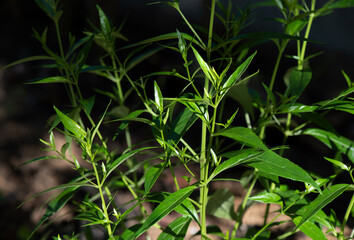Andrographis paniculata or kariyat trees on natural background.