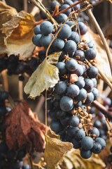 bunch of grapes