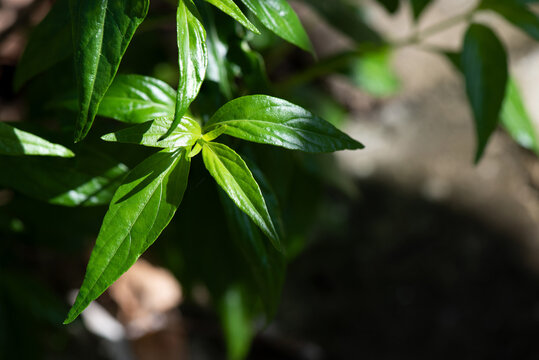 Andrographis paniculata or kariyat trees on natural background.