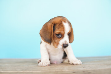 Portrait of a cute Beagle puppy on blue background. Beagle Picture have copy space for ads.The general appearance of the beagle resembles a miniature Foxhound. Beagles have excellent noses.
