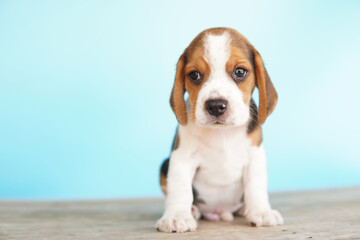 Beagle puppy sitting on the floor. Adorable dog on Blue screen background with copy space for advertisement. 