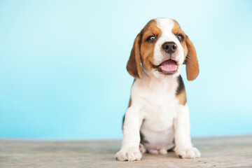 Adorable beagle on Blue screen. Beagles are used in a range of research procedures. The general appearance of the beagle resembles a miniature Foxhound. Beagles have excellent noses.