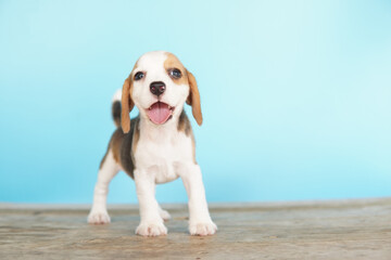 Adorable beagle on Blue screen. Beagles are used in a range of research procedures. The general appearance of the beagle resembles a miniature Foxhound. Beagles have excellent noses.