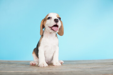 Adorable beagle on Blue screen. Beagles are used in a range of research procedures. The general appearance of the beagle resembles a miniature Foxhound. Beagles have excellent noses.