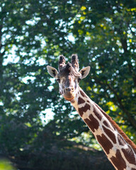 giraffe in the zoo