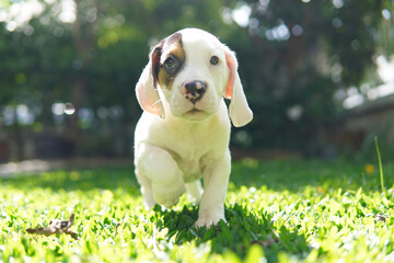 Adorable beagle dog walking in garden. Dog picture have copy space. Beagles have excellent noses. Beagles are used in a range of research procedures.