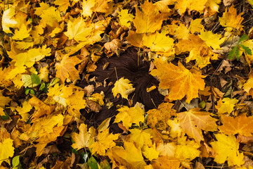 Naklejka na ściany i meble Fallen Leaves, Autumn leaf color, natural background