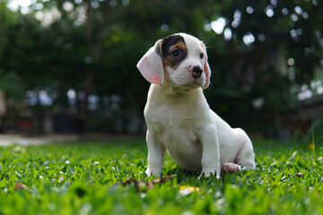 The general appearance of the beagle resembles a miniature Foxhound. Beagles have excellent noses. Beagles are used in a range of research procedures. Dog picture have copy space.