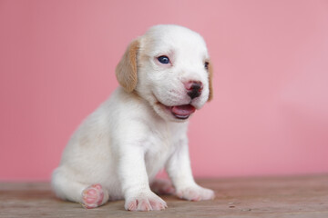 The general appearance of the beagle resembles a miniature Foxhound. Beagles have excellent noses. Beagles are used in a range of research procedures. Dog picture have copy space.