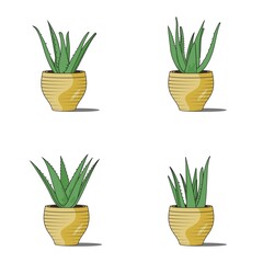Aloe vera plant vector flat illustration. combined with modern colors