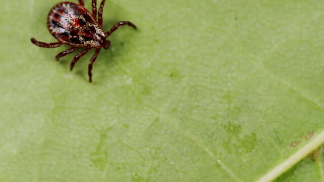 Ixodid tick crawls on a green leaf or blade of grass. Infectious disease carrier, terrible blood sucking crawling bug.