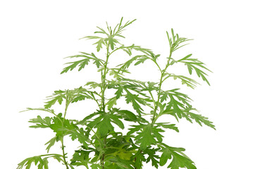 Mugwort or artemisia annua branch green leaves isolated on white background.
