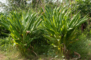 Turmeric trees on nature background.
